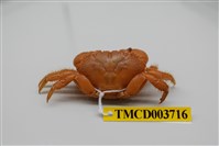 藏品(兇猛酋婦蟹)的圖片